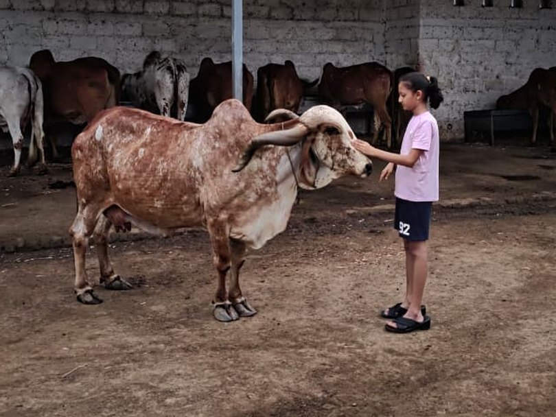Bagli, a Gir cow at Ziventa Nutriments, being stroked by a child in the gaushala yard