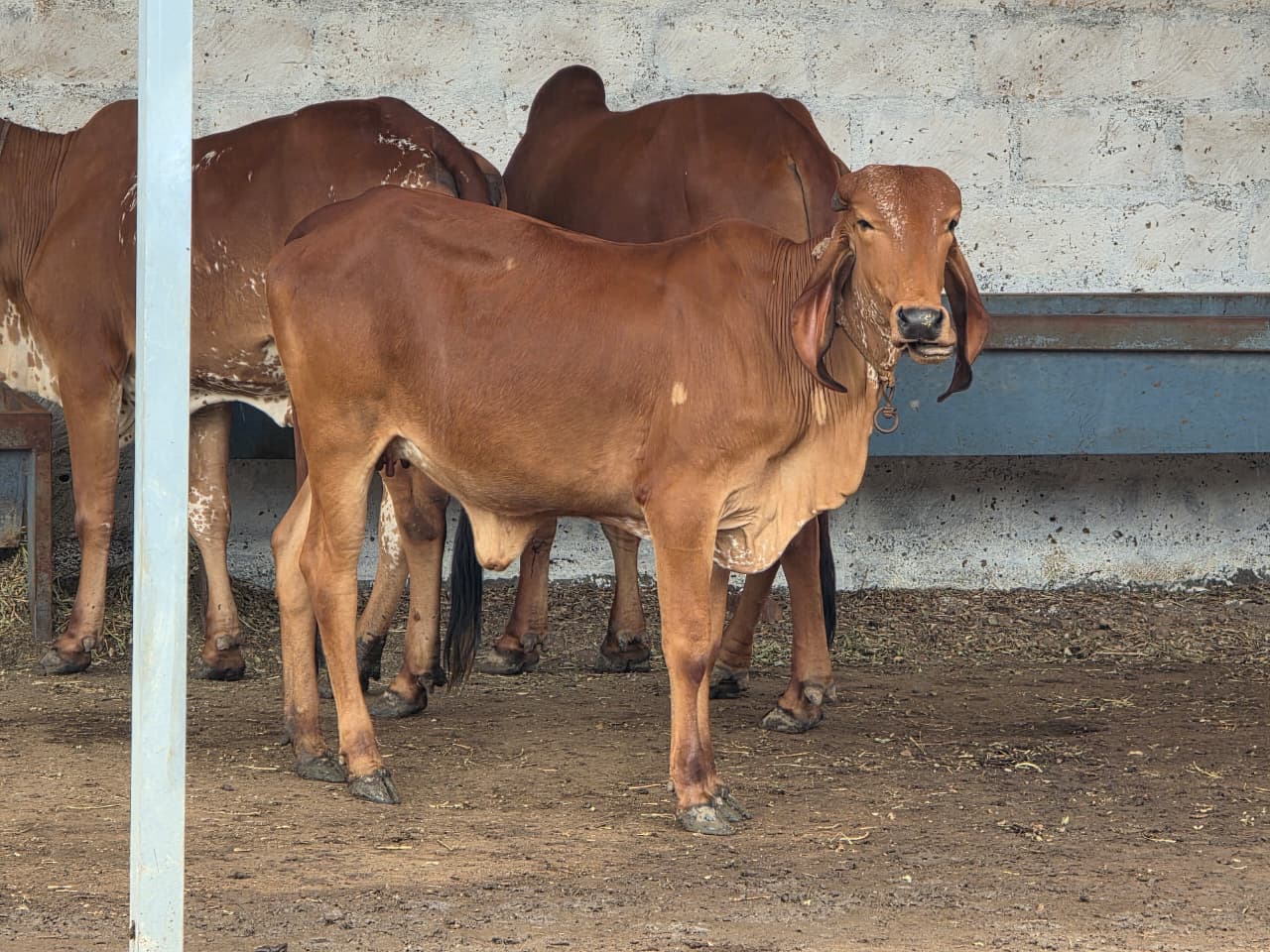 Gauri, a Gir cow at Ziventa Nutriments