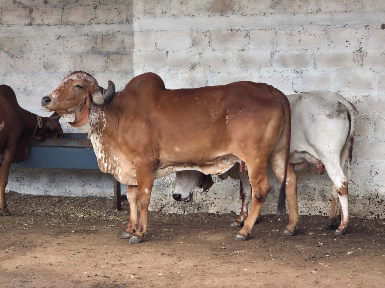 Lata, a Gir cow at Ziventa Nutriments