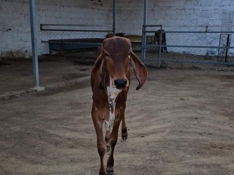Latika, a young Gir calf walking across the yard at Ziventa Nutriments