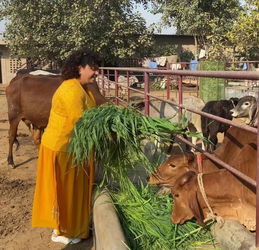 Volunteers caring for the cows at the gaushala