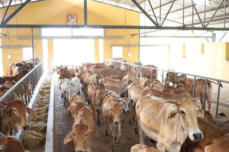 Clean, well-maintained cow shelter at Ziventa Nutriments