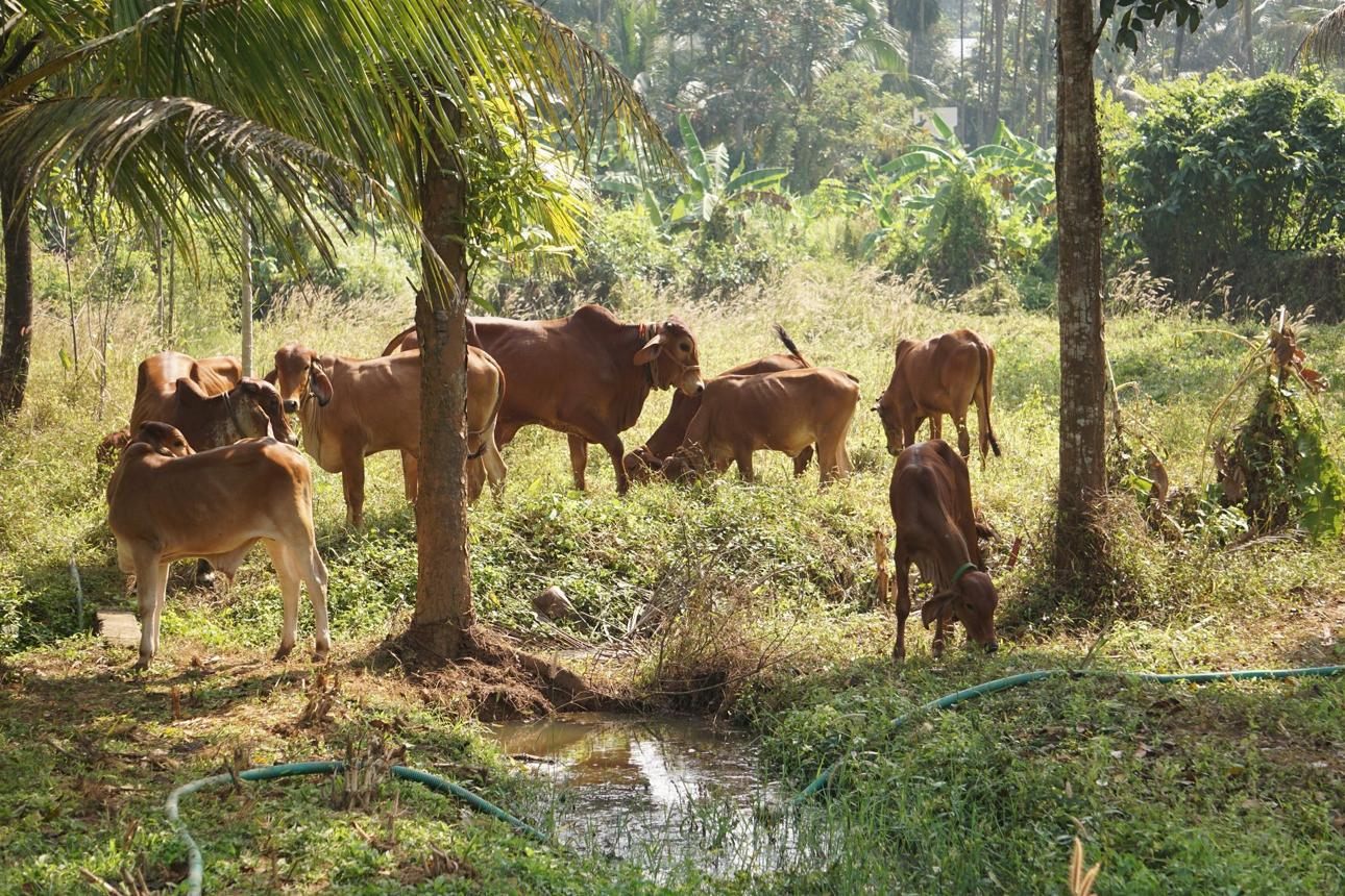 Ziventa Nutriments cows grazing in open green pasture