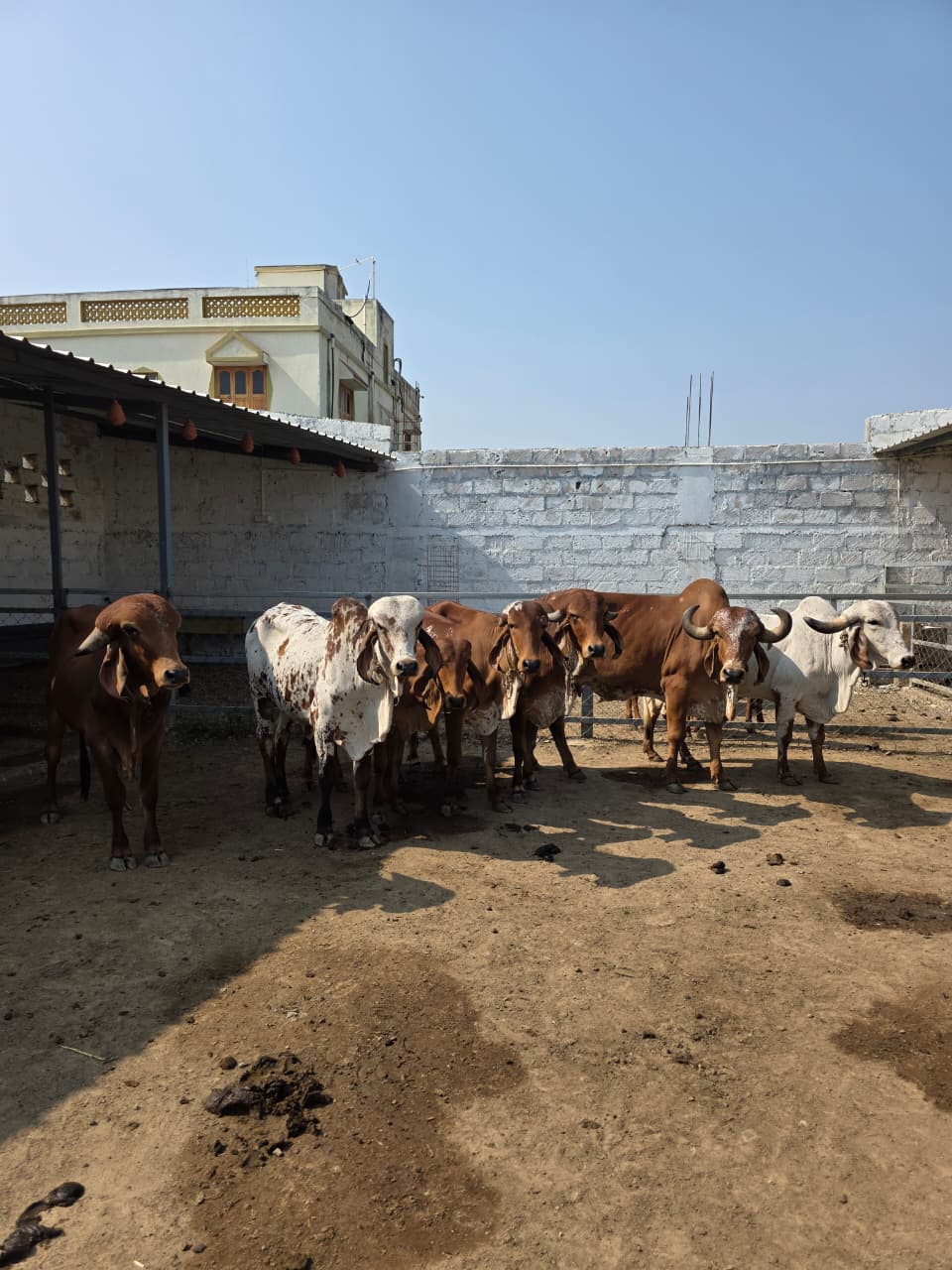 The Gir herd standing together in the yard at the Ziventa Nutriments gaushala